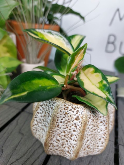Hoya Carnosa Tricolor | 10cm