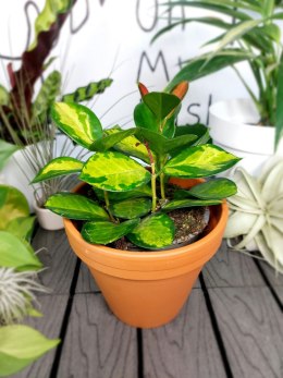 Hoya Carnosa Tricolor | 20-30cm