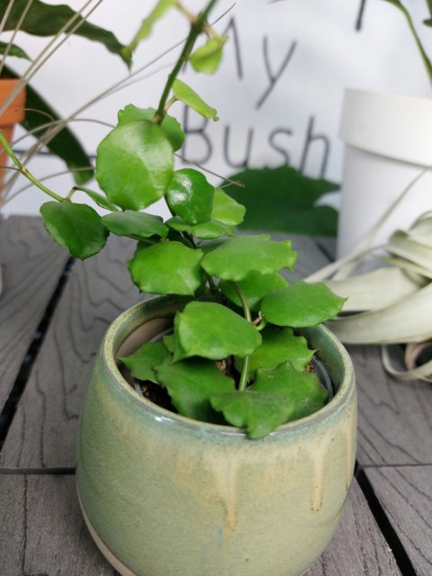 Hoya Endauensis | 15cm