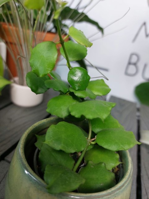 Hoya Endauensis | 15cm