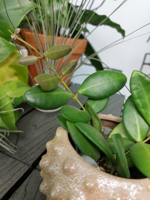 Hoya Heuschkeliana | 10cm