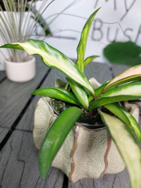 Hoya Wayetii Tricolor | 10cm