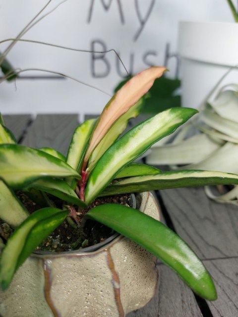 Hoya Wayetii Tricolor | 10cm