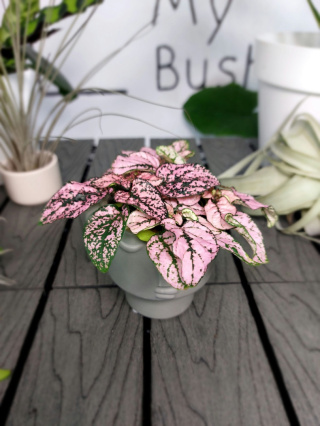 Hypoestes Phyllostachya Pink Niedośpian | 10cm