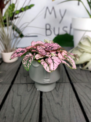 Hypoestes Phyllostachya Pink Niedośpian | 10cm