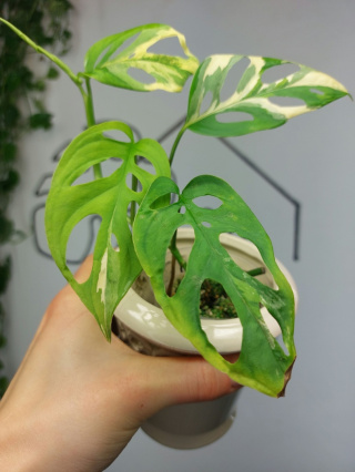 Monstera Acuminata Variegata | Sadzonka 12 | 20cm