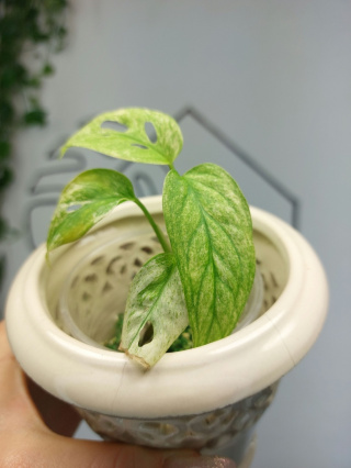 Monstera Acuminata Variegata Mint | Sadzonka 1 | 15cm