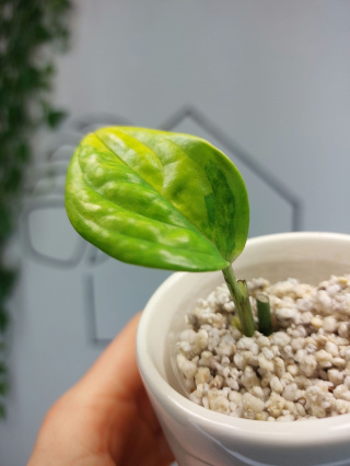 Monstera Karstenianum Variegata | Sadzonka 15 | MINI