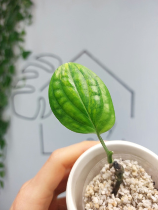 Monstera Karstenianum Variegata | Sadzonka 16 | MINI