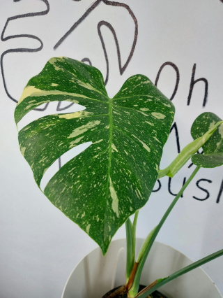 Monstera Thai Constellation | Sadzonka 27 | 50cm