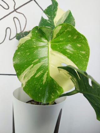 Monstera Thai Constellation | Sadzonka 28 | 60cm