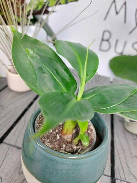 Musa Acuminata Bananowiec | 10-15cm