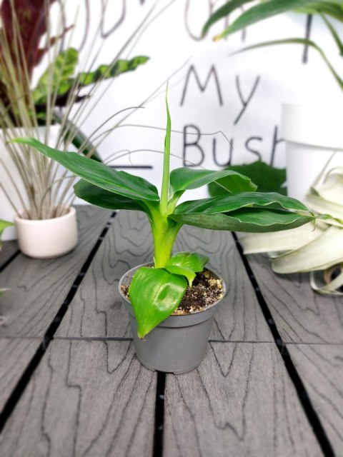 Musa Acuminata Bananowiec | 10-15cm