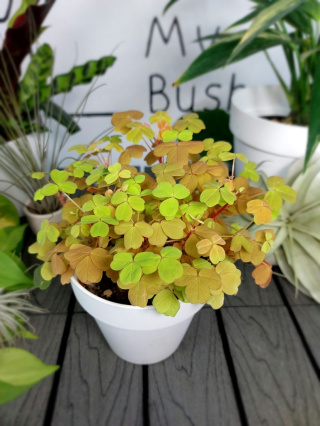 Oxalis Vulcanicola Sunset Velvet Szczawik | 15-20cm