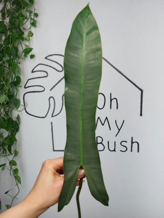 Philodendron Atabapoense | Pędówka