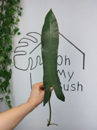 Philodendron Atabapoense | Pędówka