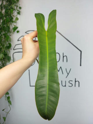 Philodendron Atabapoense | Szczyt