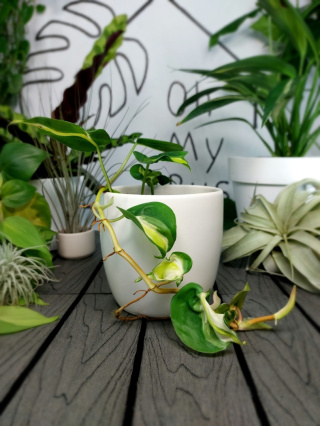 Philodendron Cream Splash