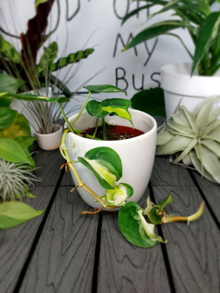 Philodendron Cream Splash