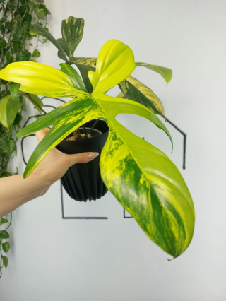 Philodendron Florida Beauty | Sadzonka 12 | 40cm