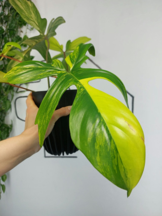 Philodendron Florida Beauty | Sadzonka 12 | 40cm