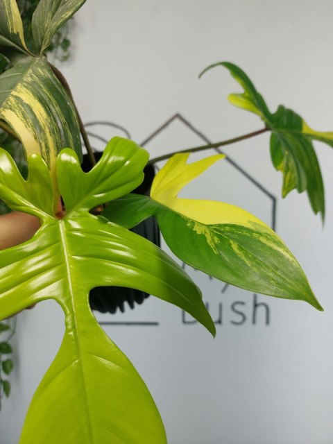 Philodendron Florida Beauty | Sadzonka 12 | 40cm