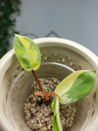 Philodendron Florida Beauty | Sadzonka 14 | 10cm