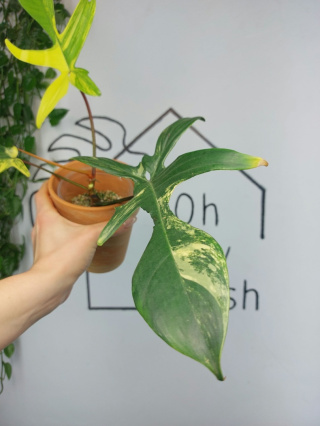 Philodendron Florida Beauty | Sadzonka 15 | 30cm