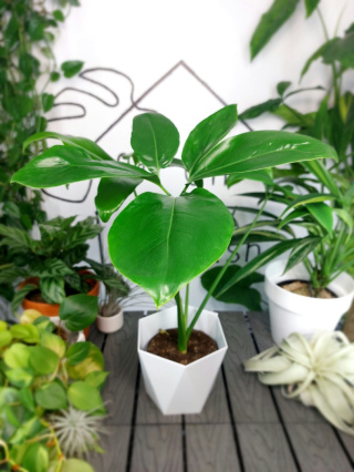 Philodendron Fun Bun (Thaumatophyllum Spruceanum) | 45-50cm