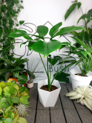 Philodendron Fun Bun (Thaumatophyllum Spruceanum) | 45-50cm