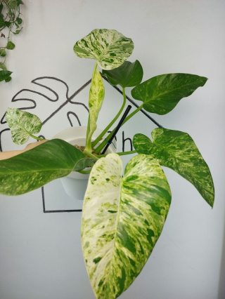 Philodendron Giganteum Variegata | Sadzonka 5 | 35cm