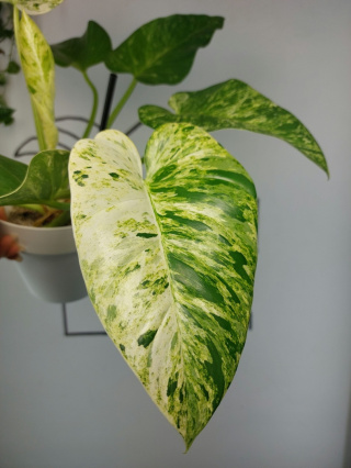 Philodendron Giganteum Variegata | Sadzonka 5 | 35cm