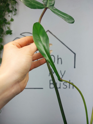 Philodendron Joepii | Pędówka z młodym listkiem