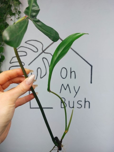 Philodendron Joepii | Pędówka z młodym listkiem