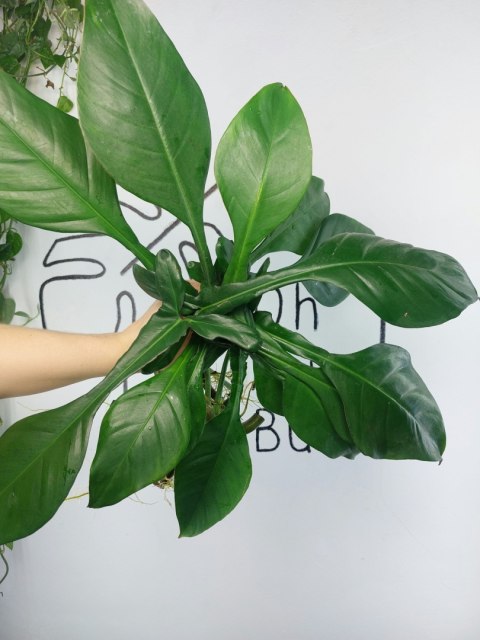 Philodendron Joepii | Pędówka