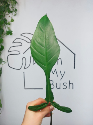 Philodendron Joepii | Pędówka