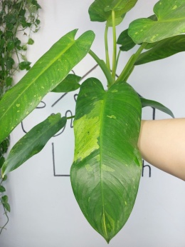 Philodendron Jose Buono | Sadzonka 2 | 45cm