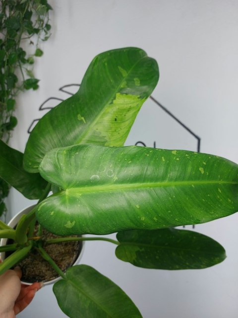 Philodendron Jose Buono | Sadzonka 2 | 45cm