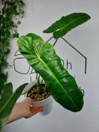 Philodendron Paraiso Verde | 45-55cm