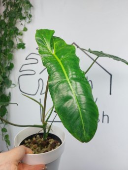 Philodendron Paraiso Verde | 45-55cm