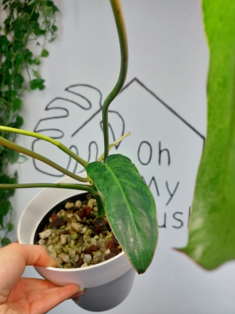 Philodendron Paraiso Verde | 45-55cm