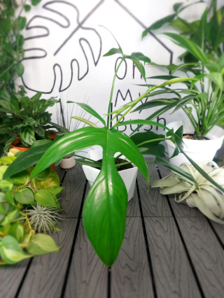 Philodendron Pedatum Glad Hands | 30-35cm