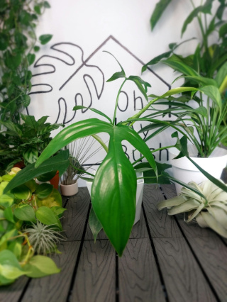 Philodendron Pedatum Glad Hands | 30-35cm