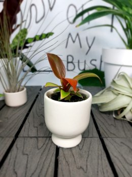 Philodendron Red Sun | 10cm