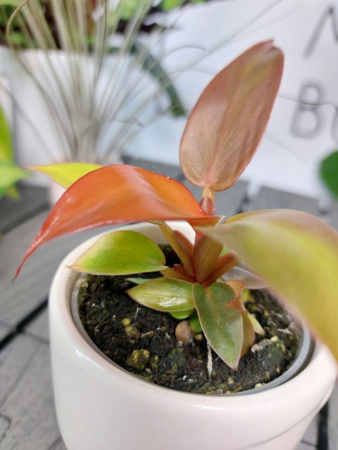 Philodendron Red Sun | 10cm