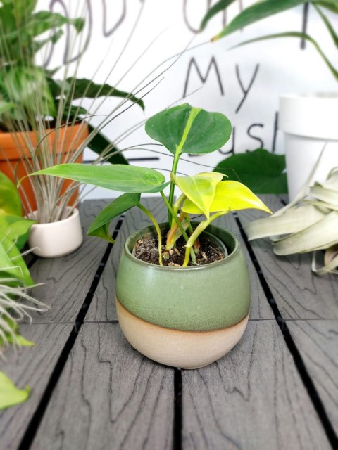 Philodendron Scandens Brasil | 10-15cm