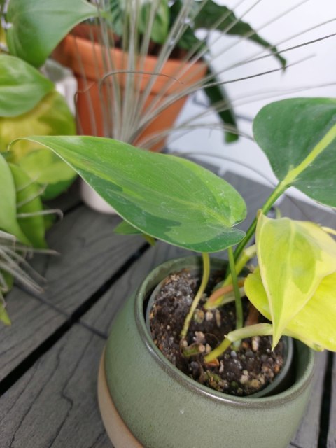 Philodendron Scandens Brasil | 10-15cm