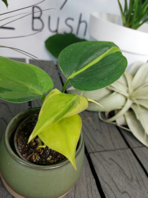 Philodendron Scandens Brasil | 10-15cm