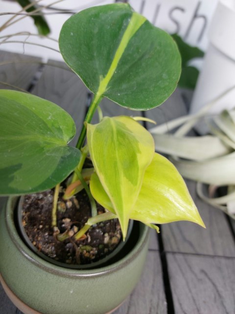 Philodendron Scandens Brasil | 10-15cm