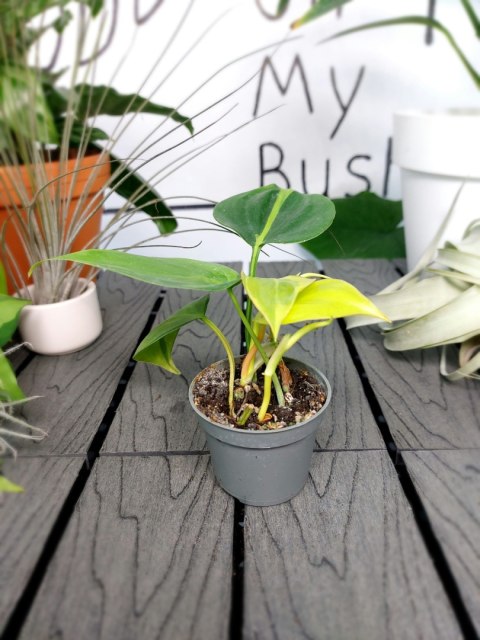 Philodendron Scandens Brasil | 10-15cm